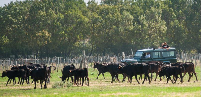 Camargue 4x4